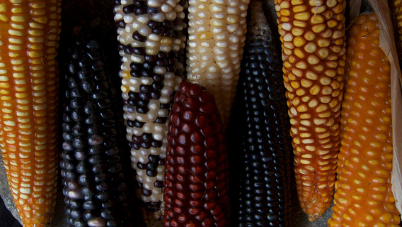 Контрафакт на рынке семян кукурузы